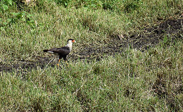 Caracara bird