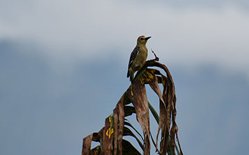 Carpenter bird