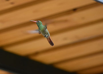 Hummingbird