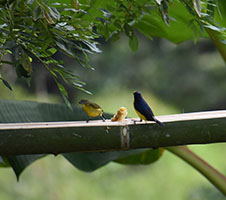 Euphonia