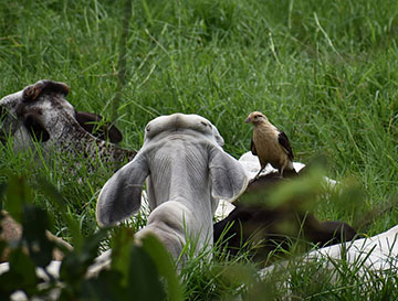 Hawk with cows