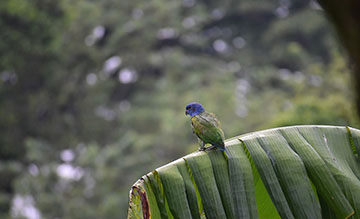 Blue headed parrot