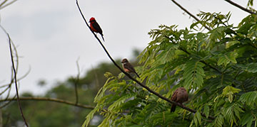 Three bird on a branch