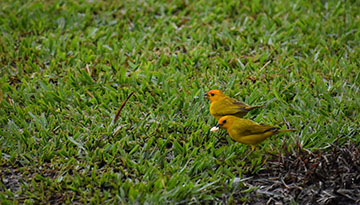 Finch