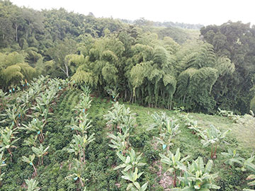 Coffee plantation Lot 5
