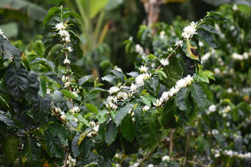 Coffee in bloom