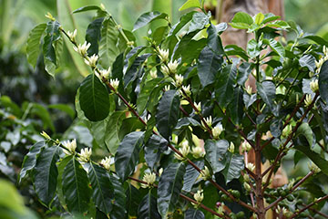 Florescencia del cafe
