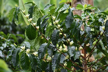 Coffee in bloom
