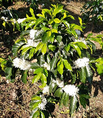 Cafetal en flor