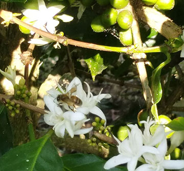 A bee on the coffee flowers