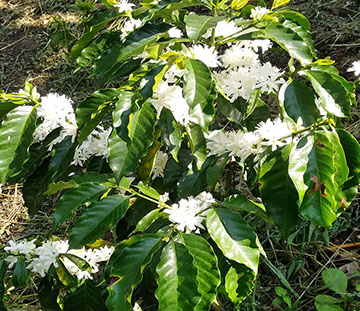 Coffee in Bloom