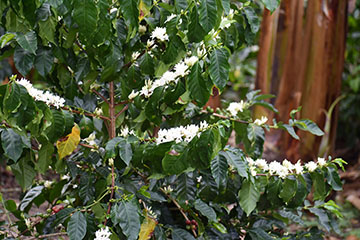 Coffee in bloom