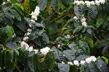 Florescencia del café