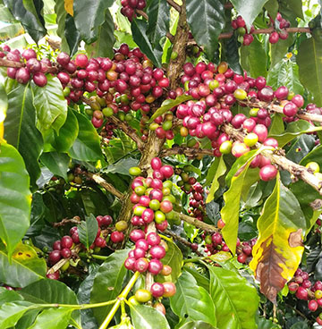 Ripe coffee