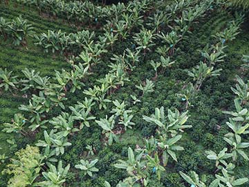 Coffe plantation from the air