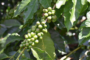Cafe con granos verdes