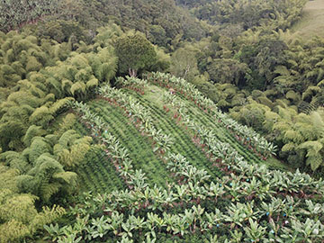 Coffe plantation viewed from the air