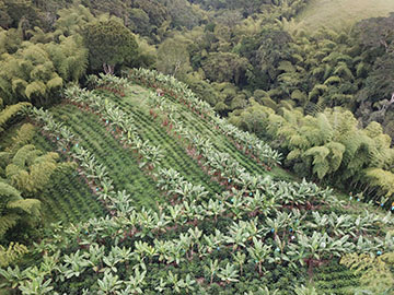 Plantacion Lote 6