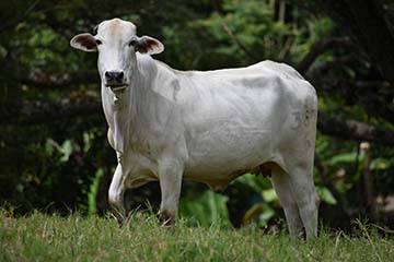 Cow looking at camera