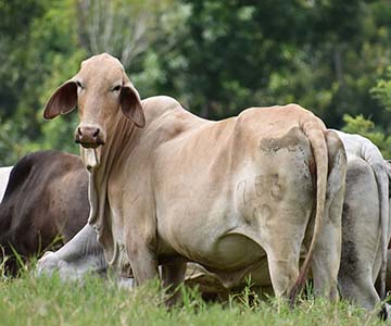Brahman F1 Cow looking at camera