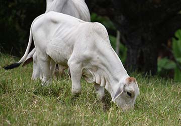 Calf eating