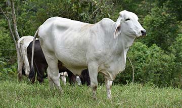 Cow walking