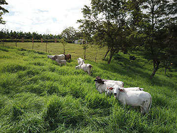 Cows in pasture