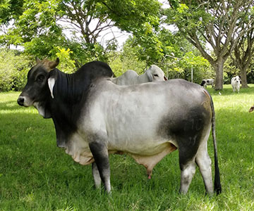 Toro Brahman