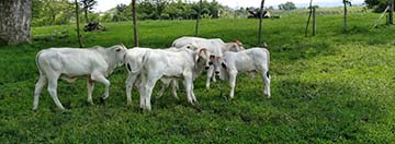 Calves eating grass