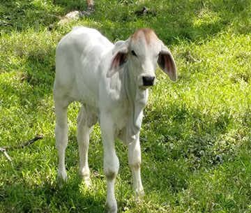 One week old F1 calf
