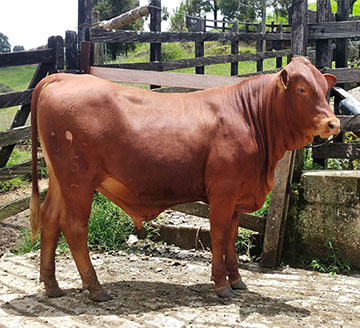 Franciso the Senepol bull