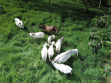 Cows in pasture