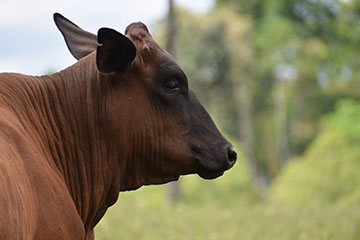 Senepol cow's head