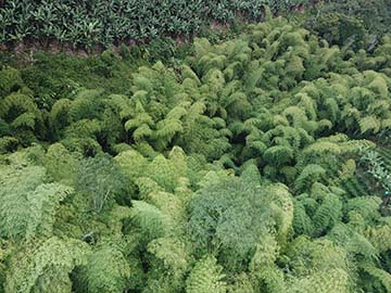 Natural Guadua Forest