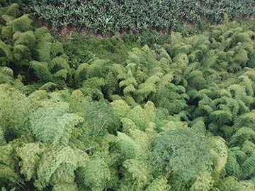 Natural Guadua forest
