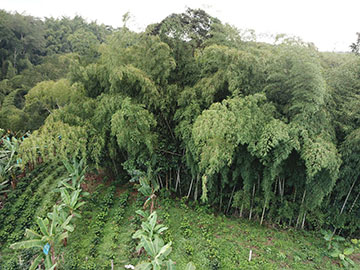 Natural Guadua Forest