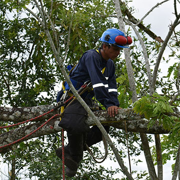 Maintaining the Samanes