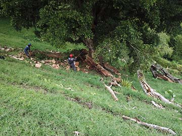 Tree maintenance