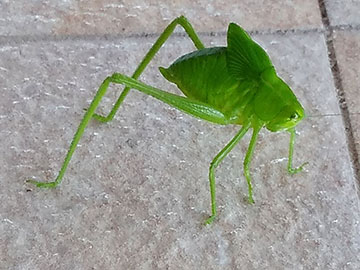Grass hopper