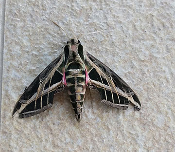 Moth