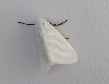 White moth