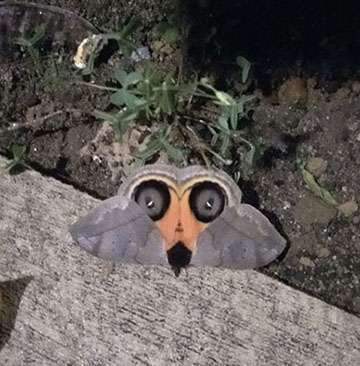 Colorful moth