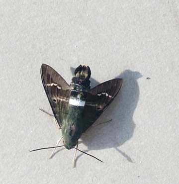 Moth
