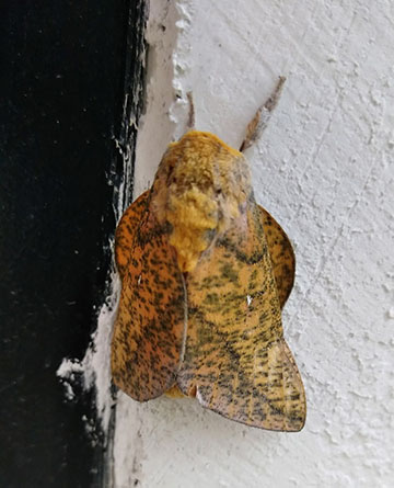 Moth
