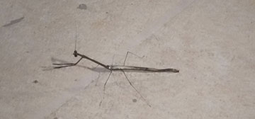 Mantis