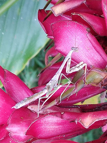 Mantis