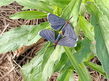 Mating butterflies