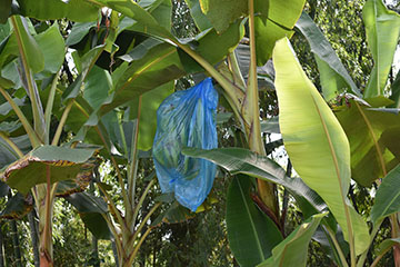 Mata de plátano con racimo embolsado