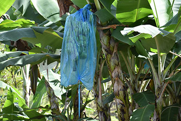 Racimo de plátano cubierto con una bolsa de plástico.
