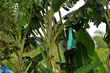 Trabajador embolsando platano